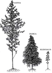 Hemp%20Species.png?1606624003257