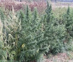 ditchweed2.jpg?1606983895690