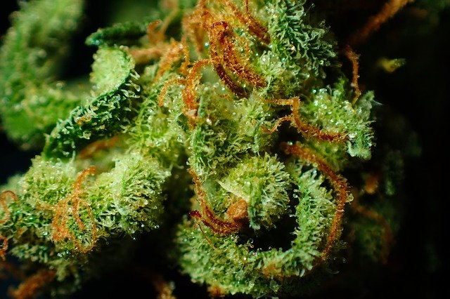 bud-3801033_640%20(1).jpg?1640219566177